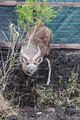 11.11.2013 o godz. 11:11 otwarto ZOO FARME W Debogorzu,...