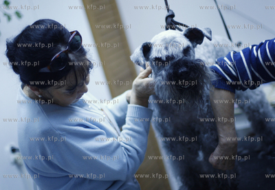 Gdansk Zaspa. Zaklad strzyzenia psow. Nz strzyzenie...