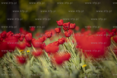 Gdańsk. Tulipany.
25.04.2019
fot. Krzysztof Mystkowski...