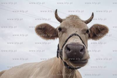 Kluki Smołdzińskie. Nz. Krowy. 14.07.2018. Fot. Anna...