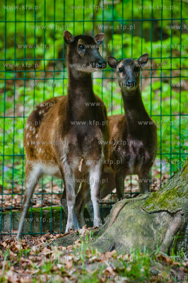 Gdansk. Oliwskie zoo.
Nz Jelenie Alfreda
14.05.2013
fot....