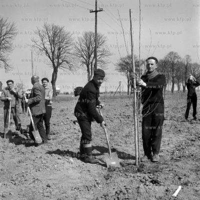 Nasadzenie nowych drzew wzdłuż drogi na Żuławach....