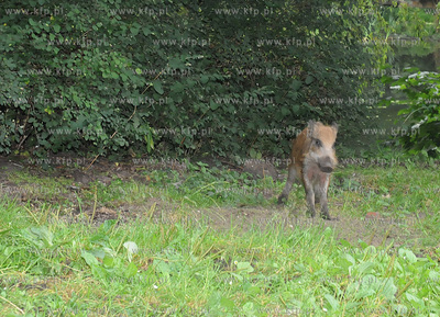 Dziki pojawily sie przy karczmie Harnas w okolicach...