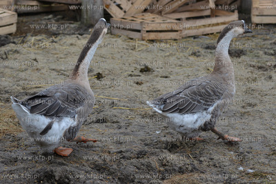 W Debogorzu Wybudowaniu (gmina Kosakowo), tuz przy...