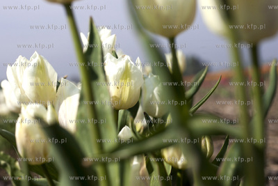 Zulawski Tulipan 2015. Tulipany rosnace na polach w...