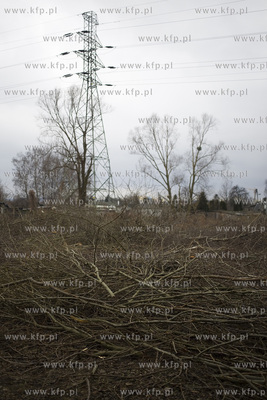 Wycinka drzew przy ul. Kochanowskiego w Gdańsku.
28.02.2017
fot....