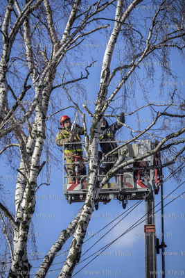 Akcja usuwania drzewa, które na skutek wichury oparło...