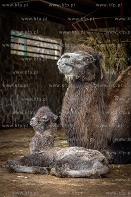 Gdański Ogród Zoologiczny ma nową mieszkankę. W...
