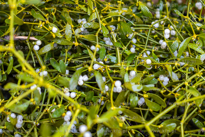 Targowisko Miejskie w Sopocie.
22.12.2023
fot. Krzysztof...