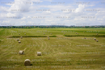 Pola z balami siana w okolicy Lisewa Malborskiego w...