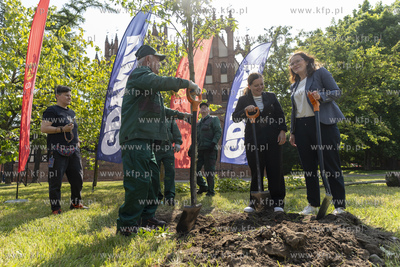 Na skwerze Daszyńskiego w Gdańsku posadzono dwa ambrowce...