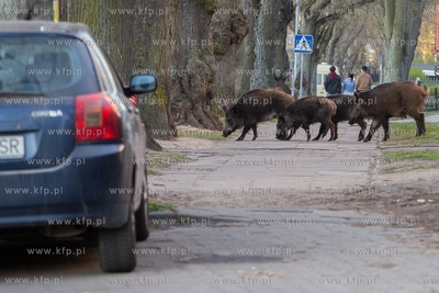 Dziki, Gdańsk, ulica Abrahama. 20.04.2019 Fot. Anna...