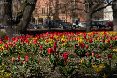 Wiosenne kwiaty na Skwerze Imienia Polskich Harcerzy...