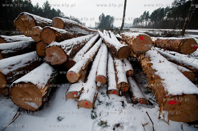 Gdansk. Rebiechowo. Wycinka drzew pod budowe Pomorskiej...
