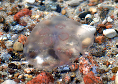 Rewa jesienia. Nz. Meduza plywajaca przy brzegu19.11.2006Fot....