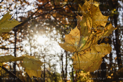 Jesień. 17.10.2018 fot. Paweł Marcinko / KFP