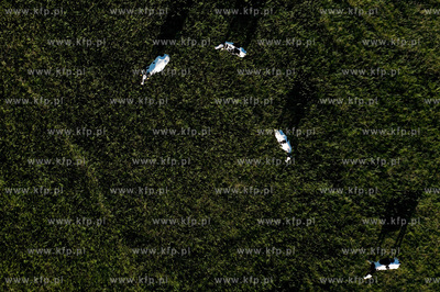 Wypas krow na polskich lakach. NZ laki i stado w okolicy...