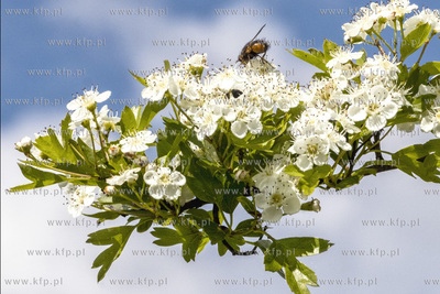 Pożyteczna praca pszczół. 
30.05.2021
fot. Daniel...