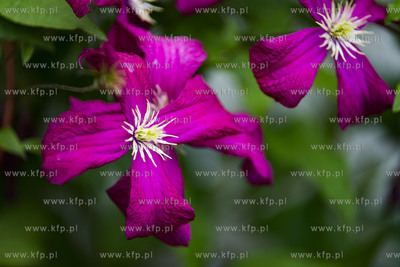 Dobrzewino. Clematis (powojnik)07.07.2019 Fot. Anna...
