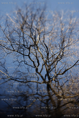 Park oliwski. Drzewa.
31.01.2011
fot. Krzysztof Mystkowski...