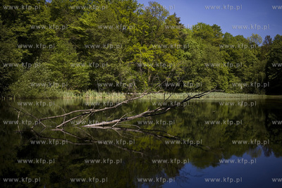 Sopot. Staw Nowowiejskiego, czyli tzw. Morskie Oko.
22.05.2017
fot....