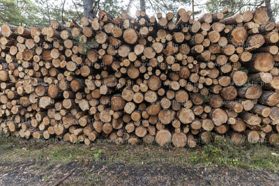 Wycinka lasu w okolicach Słajszewa w woj. pomorskim...