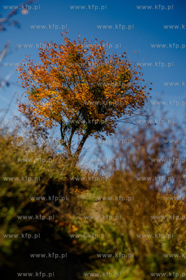 Gdansk. Jesienne, sloneczne przedpoludnie w Parku Orunskim.
27.10.2015
fot....