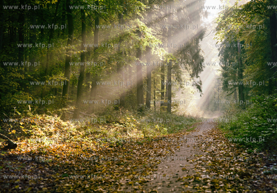 Trójmiejski Park Krajobrazowy jesienią. 13.10.2018...
