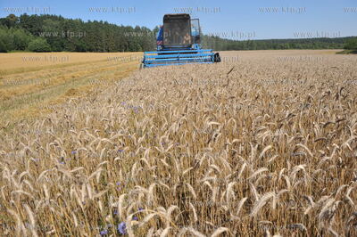 Zniwa pszenzyta na polach w Sulminie na Kaszubach....