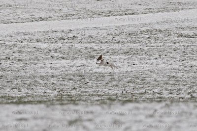 Park Reagana w Gdansku.
28.12.2014
fot.  Krzysztof...