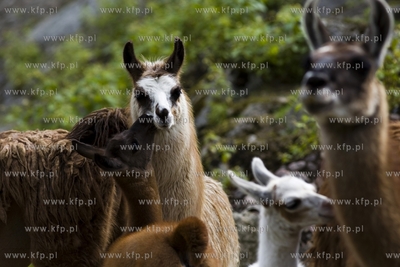 Gdańsk. Zoo. Nz. lamy.
28.07.2015
fot. Krzysztof...