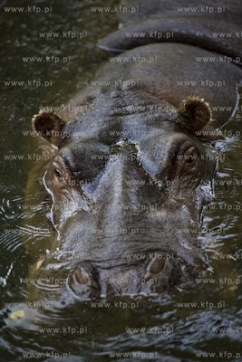 Gdańsk. Zoo. Nz. hipopotam.
28.07.2015
fot. Krzysztof...