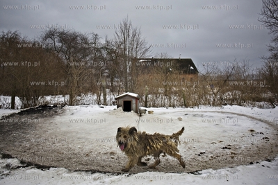 Pies na łańcuchu.
12.01.2017
fot. Krzysztof Mystkowski...