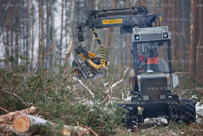 Gdansk. Rebiechowo. Wycinka drzew pod budowe Pomorskiej...