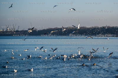Gdansk. Mrozne, sloneczne, sobotnie popoludnie na plazy...