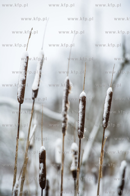 Sniezny zimowy dzien nad jeziorem Otominskim.
21.01.2016
fot....
