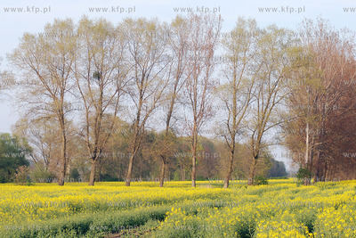 Kwitnacy rzepak w okolicy Przejazdowa k/Gdanska
04.04.2008
Fot....