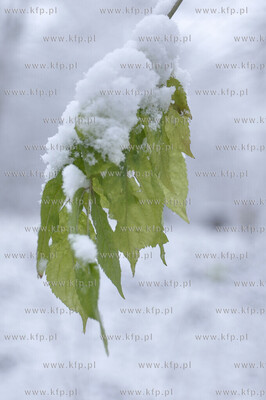 Zima w Koszalinie 29.11.2010. fot. Jaroslaw Ryfun /...