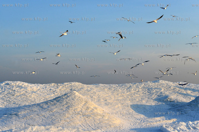 Gdynia Orlowo w zimowej szacie. Stado  mew przy orlowskim...