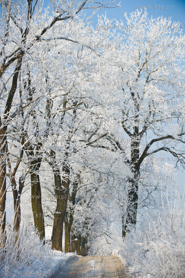 Piekna zima na zabytkowej ul. Wiezyckiej w Gdansku-Lostowicach.
16.01.2010
fot....