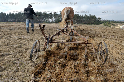 Wiosenne prace rolne przy uzyciu konia w Sulminie na...