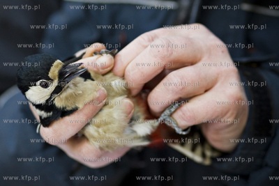 Oliwskie zoo. Obrączkowanie ptaków. Nz. dzięcioł.
03.01.2016
fot....