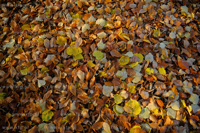 Gdansk. Park Jelitkowski.
06.11.2011
fot. Mateusz...