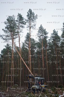 Gdansk. Rebiechowo. Wycinka drzew pod budowe Pomorskiej...