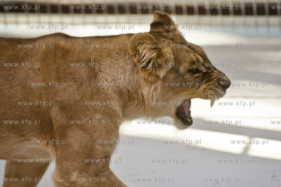 Gdansk. Oliwskie Zoo. Przyjazd czterech lwow, trzech...