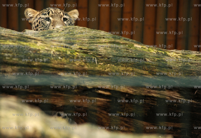 ZOO w Gdansku Oliwie. n/z pantera perska (panthera...
