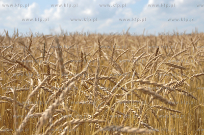 Zniwa w okolicy Pelplina
07.08.2009
fot. Krzysztof...