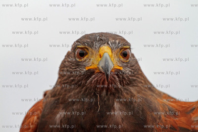 Sokolnik ze skrzydlatymi przyjaciolmi, nowymi pracownikami...