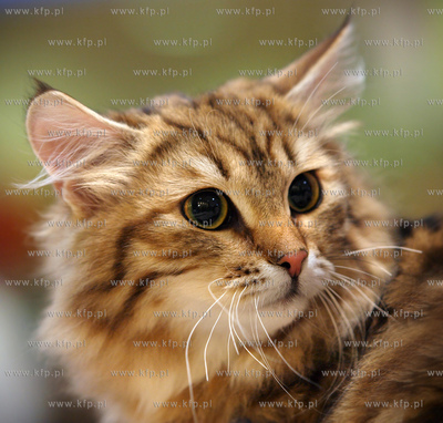 Gdansk. Galeria Baltycka. Obchody swiatowego dnia kota....