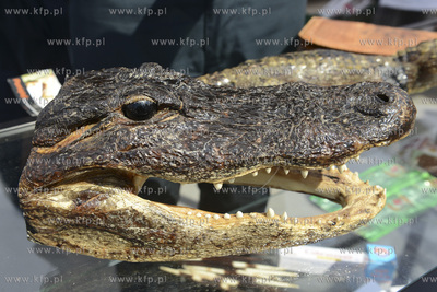 Gdynia. Dzień otwarty w Bałtyckim Terminalu Kontenerowym...